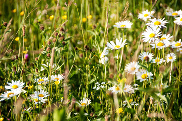 Wiosenna łąka na Słowacji. © sly10000