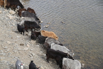 Mongolie
