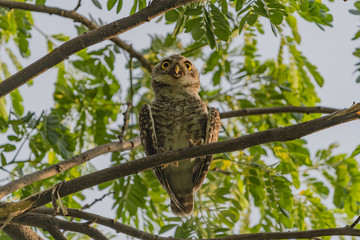 Spotted owlet - Owl (Athene brama) looking at us in nature at Wachirabenchathat Park, Thailand