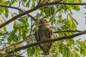 Spotted owlet - Owl (Athene brama) looking at us in nature at Wachirabenchathat Park, Thailand