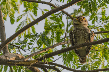 Spotted owlet - Owl (Athene brama) looking at us in nature at Wachirabenchathat Park, Thailand