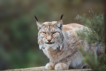 Fototapeta premium Wild cat Lynx in the nature forest habitat