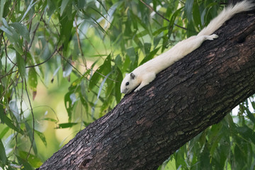White squirrels on the tree founded in squirrels zone, Wachirabenchathat Park (BKK,Thailand) where people can play with them.
