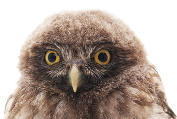 Young owl.