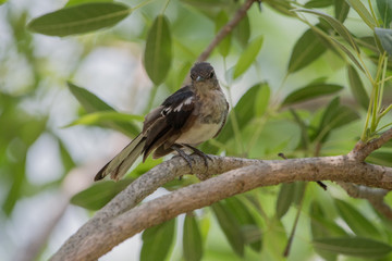 Fototapeta premium The ferruginous flycatcher (Muscicapa ferruginea) is a species of bird in the family Muscicapidae. It is found in Asia.