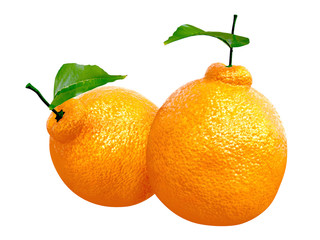 Two Fresh Dekopon orange. Foods and Dishes Series.