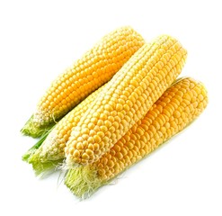An ear of corn isolated.