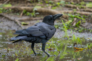 Crow (Corvus) is a widely distributed genus of medium-sized to large birds in the family Corvidae. 
