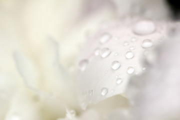 Water drops on garden plants
