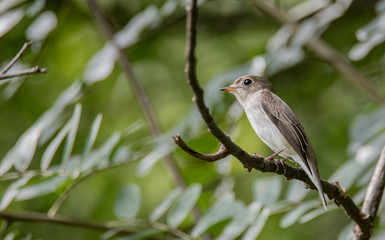 Fototapeta premium The Asian brown flycatcher (Muscicapa dauurica) 