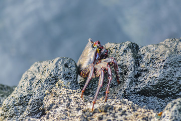Black Crab at Galapagos Island