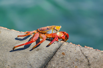 Colored Crab at Galapagos Island