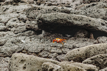 Colored Crab at Galapagos Island