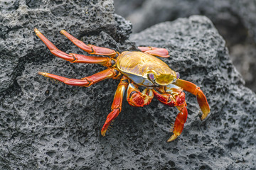 Colored Crab at Galapagos Island