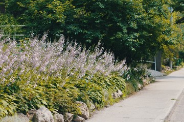 Obraz premium Flowers