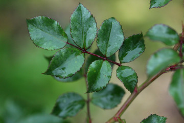 Naklejka premium Water drops on garden plants
