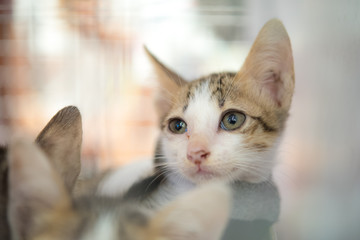 kitten with the family