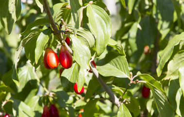 Red Fruits of a ripe dogwood on a tree