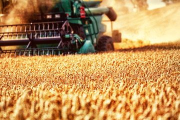 Harvesting Wheat