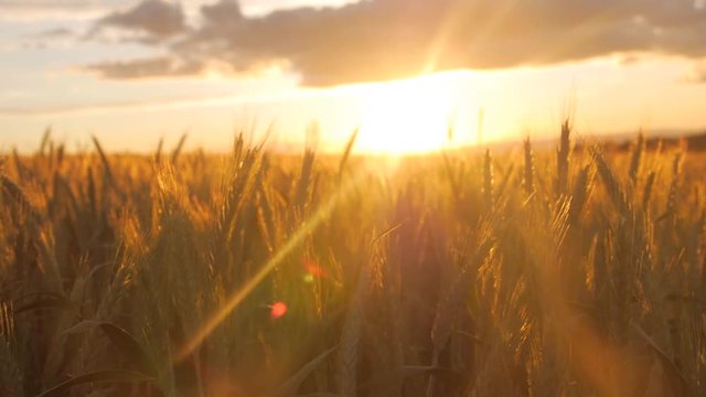 Field of barley during sunset