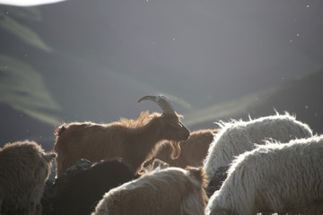 Mongolie