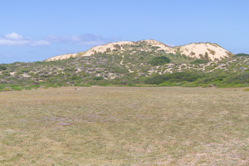 Obraz premium Dune vegetation in Queimado beach, Vila Nova de Milfontes