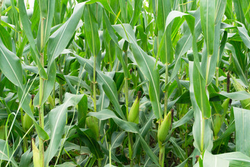 Close up Green corn on the farm