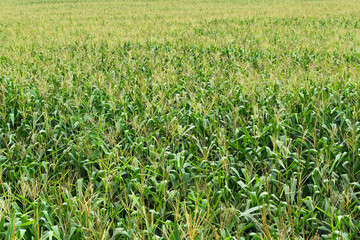 Fototapeta premium Close up corn plantation high angle