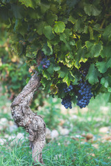 Ripe grapes on a branch