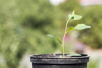 Small seedling of a tree in a flowerpot