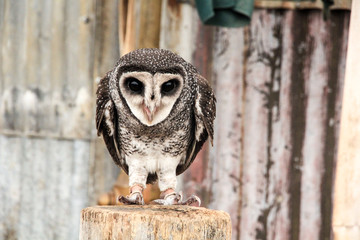 Owl on his perch