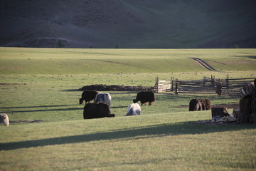 Mongolie