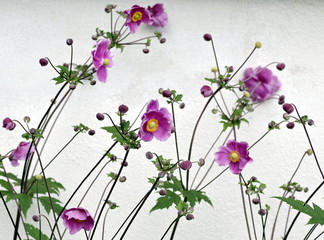 fioletowe kwiaty na tle białej ściany © Henryk Niestrój