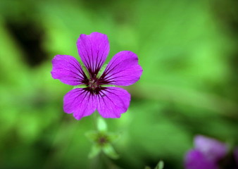 Obraz premium pięciolistny niebieski kwiat