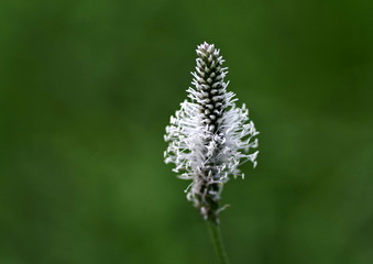 kwiat babki wąskolistnej