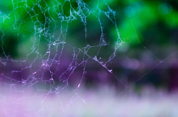 Spider's web, beautiful elegant colorful natural blurred background. Elegant natural backdrop with cobweb.