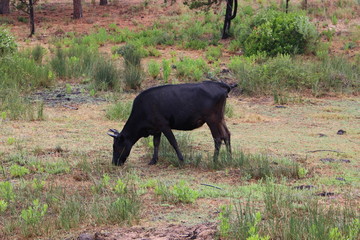 vache Corse