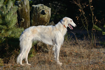 Russian wolfhound