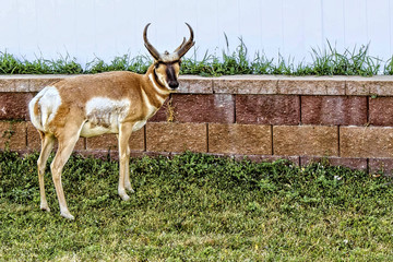 Antelope © Pete