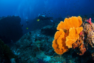 Wonderful underwater world with scuba diving on coral reef and a big colourful sea fan, Scuba Diver...