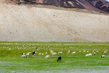 Flock of Pashmina in Ladakh, India.	