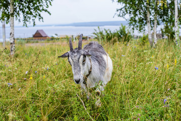 Gray goat in the green grass