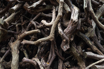 Old tree branches