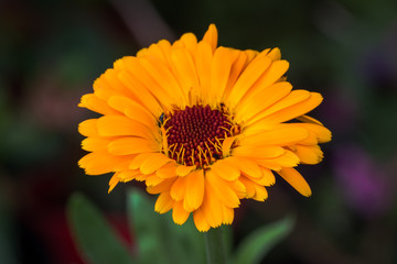 marigold (Calendula officinalis)