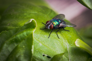 common greenbottle fly (Lucilia sericata)