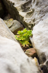 Hope - plant grows between rocks