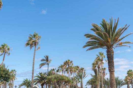 Palmen in Spanien