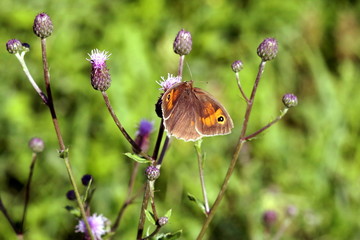 motyl w trawie