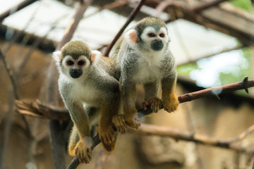 two monkeys 