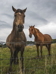 Irish Horses in Donegal, Ireland